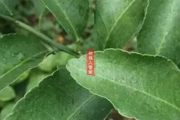 正宗沃柑苗有刺么