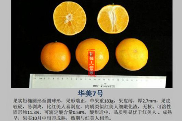 华美7号柑橘种植技术