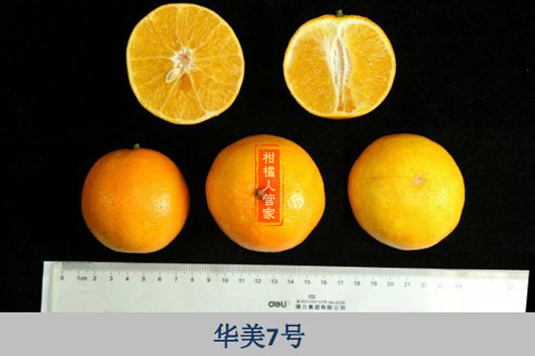 华美7号柑橘的缺点