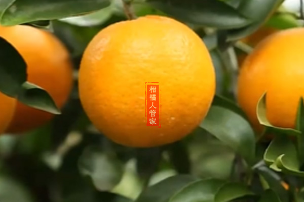 华美7号柑橘成熟