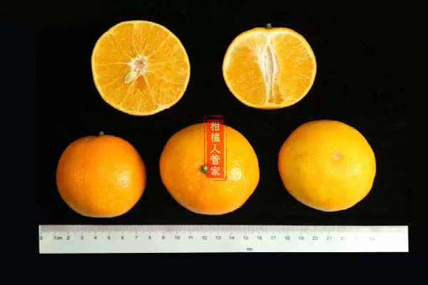 华美7号柑橘的优势