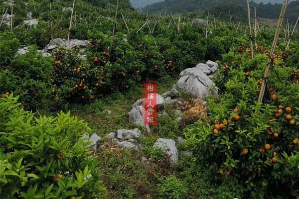 沃柑种植株距多少合适