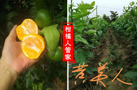 四川黄美人柑橘苗种植基地在哪儿