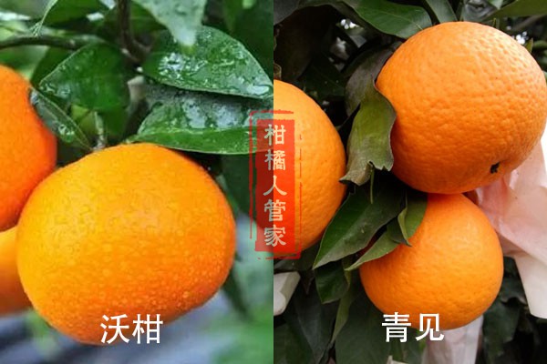 青见和沃柑是一样的吗