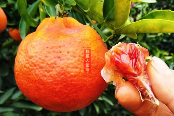 媛红椪柑适当云南临沧种植吗