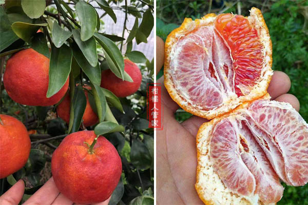 嫒红椪柑适合北方种植吗