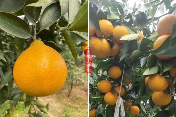 黄美人柑橘父本什么品种