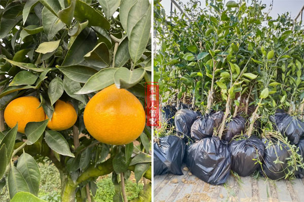 黄美人柑橘的种植技术和管理方法
