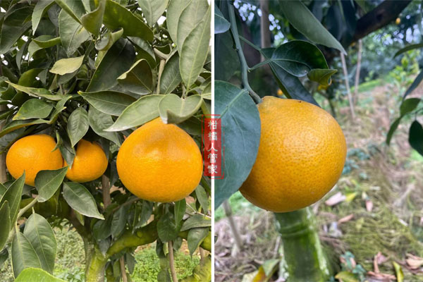 黄美人柑橘管理方法