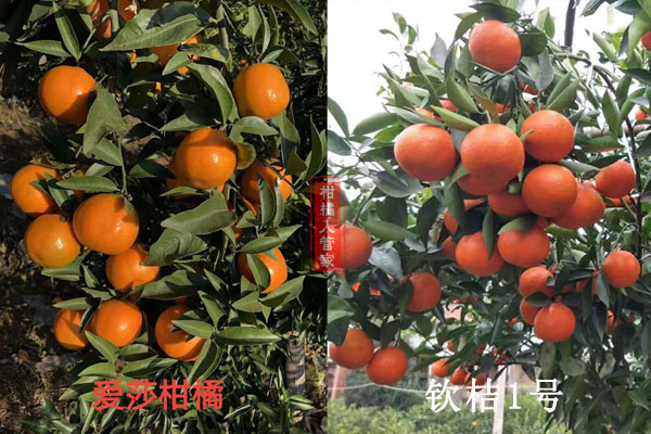 华美1号柑橘与钦桔1号柑橘不同