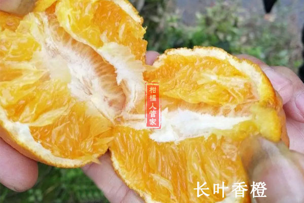 长叶香橙要几年才能结果