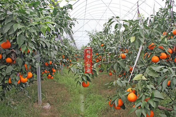 红美人柑橘避雨栽培的依据