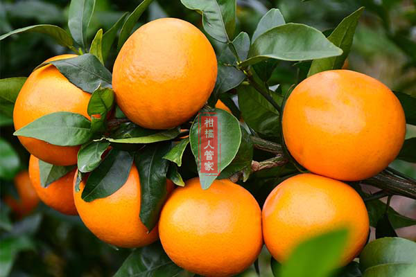 红美人柑橘是什么品种