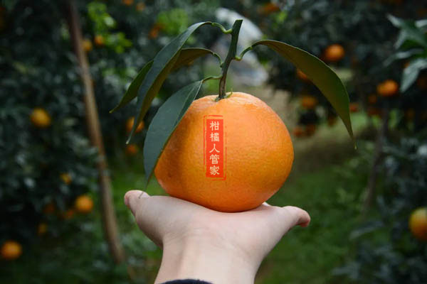 爱媛38号柑橘现在还能种吗